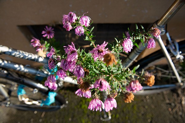 «Spaziergang Libellenstrasse»