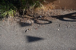 From the Series «Strolling (Lucerne)» 2019