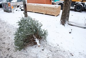 From the series «Snow & christmastree / Happy new year» 2017